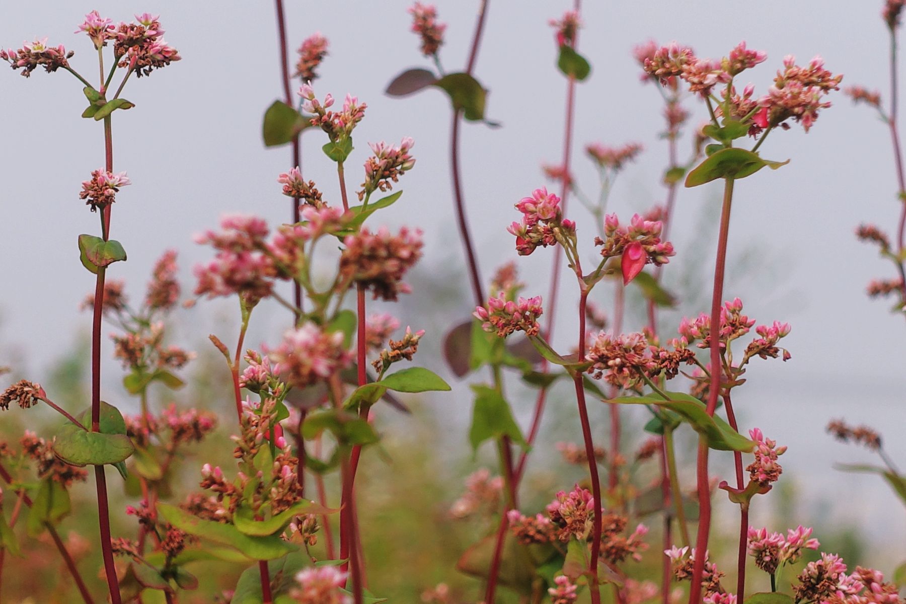 5.荞麦花开 杨先灿