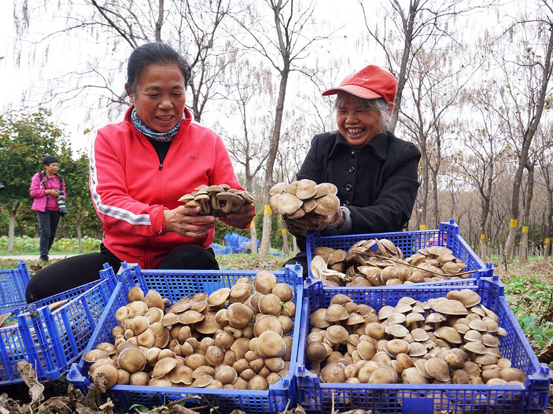 1.鹿茸菌采摘 姚建元